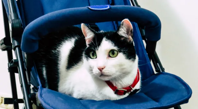 Benefits-of-a-Double-Cat-Stroller