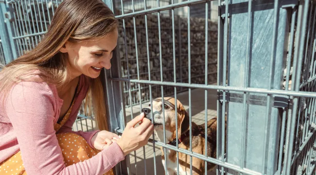 Engaging-with-your-potential-new-pet-before-finalizing-the-adoption