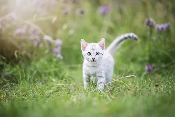 Is The White Bengal Cat Right For You