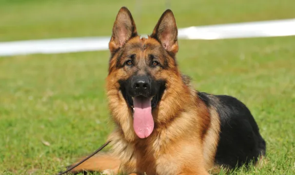 Safety Considerations for German Shepherd