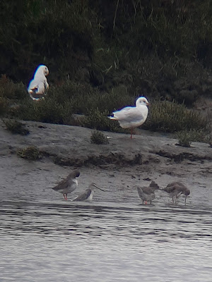 Spotted2520Redshank2520Little2520Milford2520phone2520scoped252020230917_102155