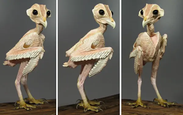 owl-without-feathers