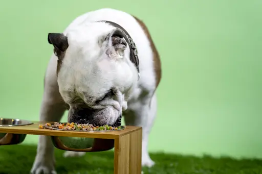 safe human foods into your dog's diet