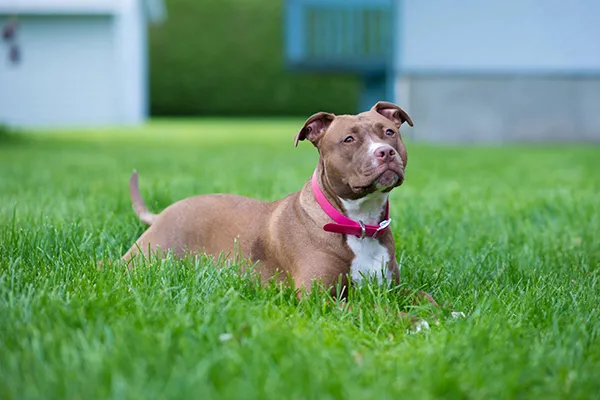 Quick Facts American Pit Bull Terrier
