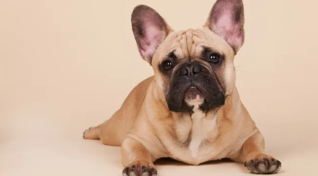 Adorable-World-of-French-Bulldogs