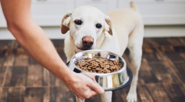 Choosing-the-Right-Dog-Food