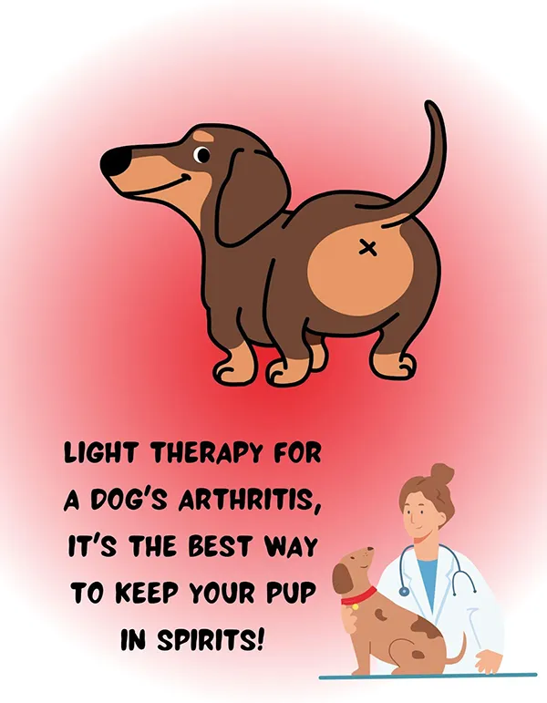 Light-Therapy-for-a-Dogs-Arthritis