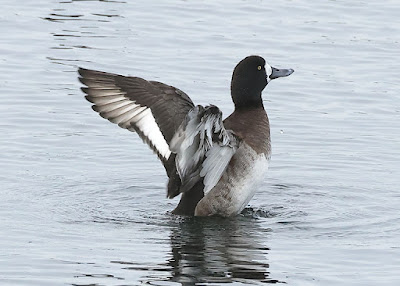 20240104-scaup