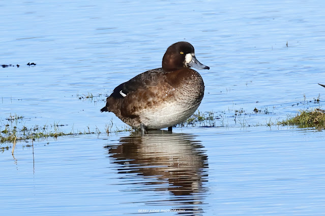 Greater2520Scaup