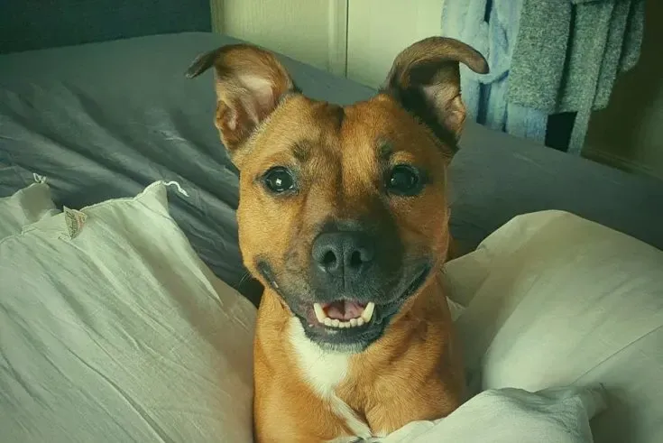 Pitbull Jack Russell Terrier Mix