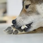 Dog-Chewing-Paws-inner-image